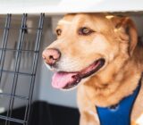 Cars animal: precautions and accessories