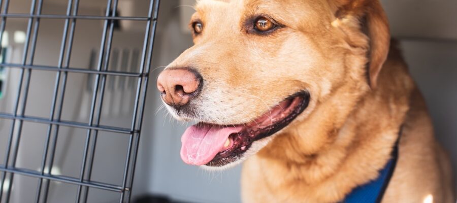 Cars animal: precautions and accessories