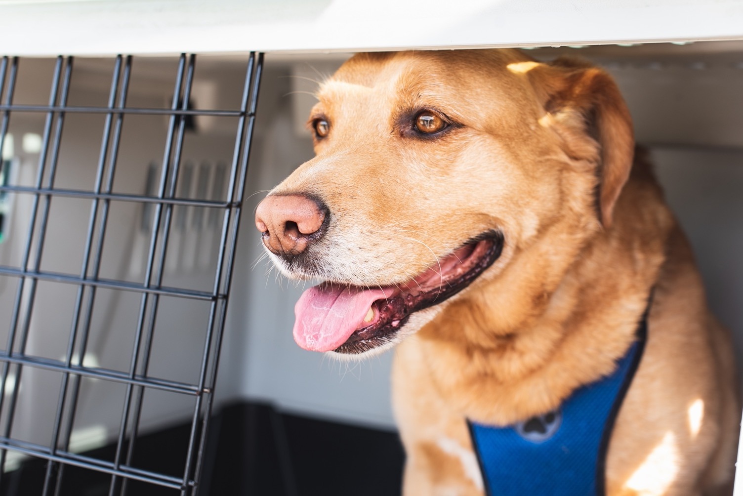 Cars animal: precautions and accessories